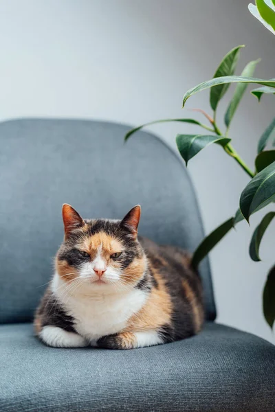 다치올로는 직물인 Arm Chair 피쿠스 플랜트 근처에서 고양이를 것으로 분위기의 — 스톡 사진