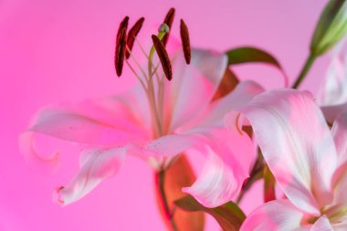 Pembe ışıkta polen bulunan zambaklara odaklı zambaklar. Çiçek tozlaşması. Güzel beyaz zambaklar. Çiçek açar. Soyut çiçek arkaplanı. Seçici odak