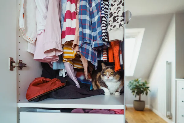 Cute multicolor cat sitting among the clothes in the open closet. Fluffy pet is hiding, has unusual shelter in wardrobe. Domestic pet animal, cat habits. Selective focus