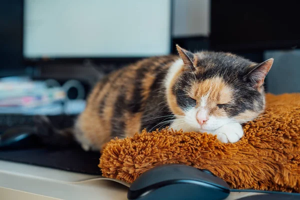 Multicolor cat sleeping on the desk of home based office with IT equipment. Working place with screen, laptop, keyboard and mouse. Work at home and remote access concept. Comfortable Work space