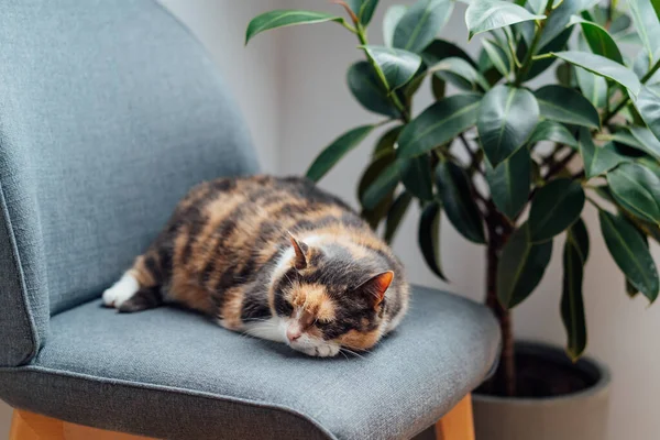 다치올로는 직물인 Arm Chair 피쿠스 플랜트 근처에서 고양이를 것으로 분위기의 — 스톡 사진