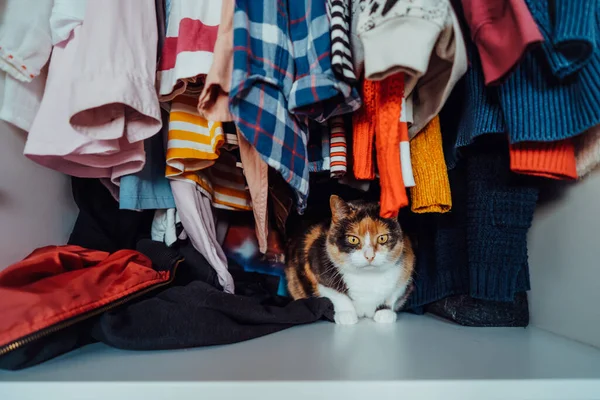 Cute multicolor cat sitting among the clothes in the open closet. Fluffy pet is hiding, has unusual shelter in wardrobe. Domestic pet animal, cat habits. Selective focus