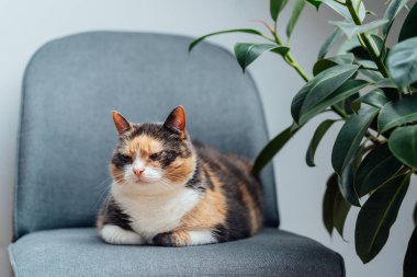 Çok renkli, iyi beslenmiş kedi evcil hayvanı yeşil incir bitkisinin yanındaki gri kumaş Kol Sandalyesi 'nde uzanıyor. Minimalist bir iç mekan atmosferinde tüylü kedi. Seçici odak, boşluğu kopyala.