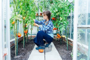 Young smiling woman picking ripe red big beef tomato in green house farm. Harvest of tomatoes. Cottagecore lifestyle. Growing organic vegetables in the garden. The concept of food self-sufficiency.