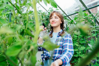 Young woman spraying nature fertilizer, mature to a tomato plants in the greenhouse. Organic food growing and gardening. Eco friendly care of vegetables. The concept of food self-sufficiency.