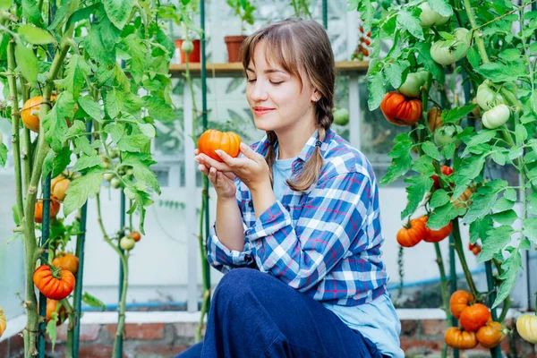 Wanita Muda Memegang Hanya Memilih Tomat Daging Sapi Merah Matang — Stok Foto
