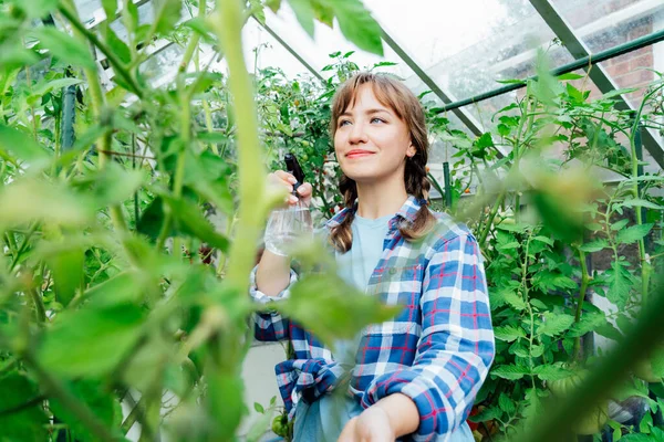 Young Woman Spraying Nature Fertilizer Mature Tomato Plants Greenhouse Organic — Stok Foto