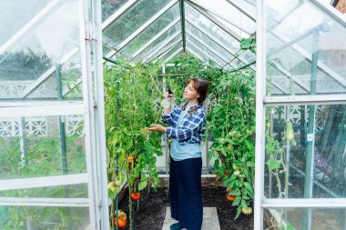 Young woman spraying nature fertilizer, mature to a tomato plants in the greenhouse. Organic food growing and gardening. Eco friendly care of vegetables. The concept of food self-sufficiency.