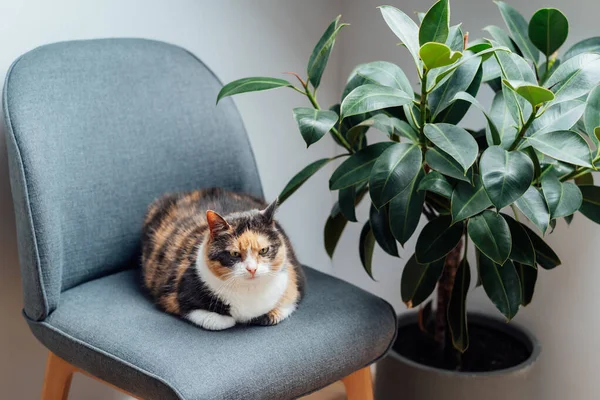 stock image Multicolor pleased, well-fed cat pet Lounging on the gray fabric Arm Chair Near green ficus Plant. Fluffy cat in a minimalist interior home atmosphere. Selective focus, copy space.