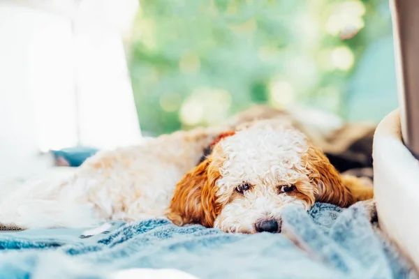 Cachorro Cockapoo Pone Una Manta Que Muy Relajado Joven Poodle — Foto de Stock