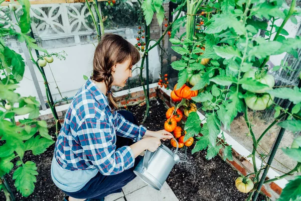 Young Woman Watering Tomatoes Green House Using Watering Can Growing — Stok Foto
