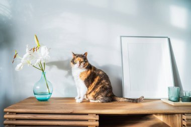 Modern minimalist tasarımı beyaz poster modeli, mumlar, vazodaki zambak çiçekleri ve güneş ışığı altındaki ahşap bir konsolda gevşetilmiş kedi ve gri duvardaki ev bitkilerinin gölgeleri. Seçici odak.