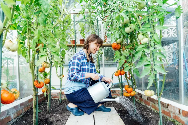 Stock image Young woman watering tomatoes in green house using a watering can. Growing organic vegetables in the garden. Cottagecore lifestyle. The concept of food self-sufficiency. Selective focus