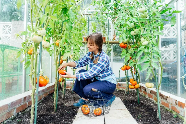 Wanita Muda Tersenyum Memetik Tomat Daging Sapi Besar Yang Matang — Stok Foto