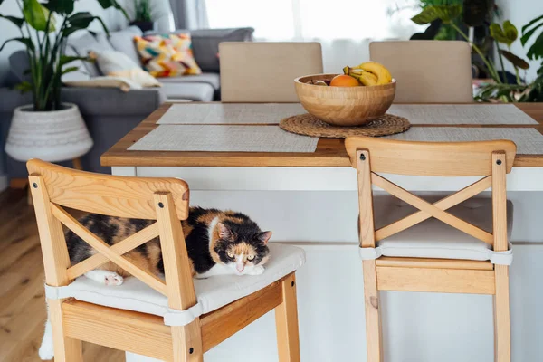 Home cat sleeps on the bar chair of modern open space kitchen. Pleased, well-fed, lazy multicolor adult cat relaxing. Funny fluffy cat in cozy home atmosphere. Hygge home. Selective focus, copy space.