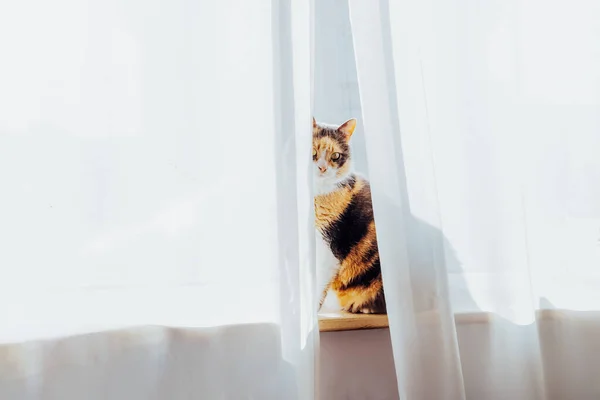 Cute Multicolor Adult Cat Pet Sitting Alone Windowsill Curtain Sunlight — Stock Photo, Image
