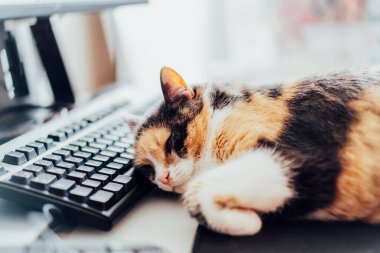 Çok renkli kedi, ev merkezli ofisin klavyesinde bilişim ekipmanıyla uyuyor. Birkaç ekranı ve faresi olan bir iş yeri. Evde çalışmak ve uzaktan erişim kavramı. Rahat çalışma alanı. Yumuşak seçici odak