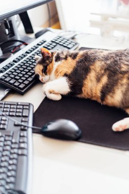 Çok renkli kedi, ev merkezli ofisin klavyesinde bilişim ekipmanıyla uyuyor. Birkaç ekranı ve faresi olan bir iş yeri. Evde çalışmak ve uzaktan erişim kavramı. Rahat çalışma alanı. Yumuşak seçici odak