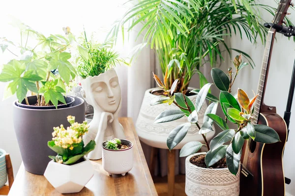 Concrete decorative pot in the form of a womans head on a coffee table with various different green home plants with day light. Home gardening, urban jungle, biophilic home design.Selective focus.