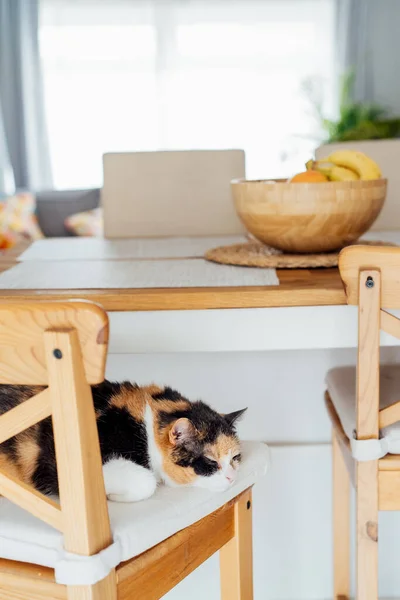 Home cat sleeps on the bar chair of modern open space kitchen. Pleased, well-fed, lazy multicolor adult cat relaxing. Funny fluffy cat in cozy home atmosphere. Hygge home. Selective focus, copy space.