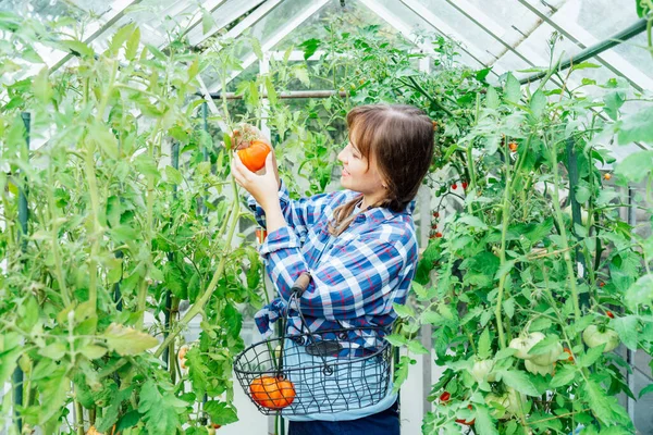 Wanita Muda Tersenyum Memetik Tomat Daging Sapi Besar Yang Matang — Stok Foto