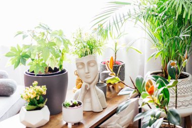 Kahve masasının üzerinde kadın kafası şeklinde beton dekoratif tencere ve gün ışığında çeşitli yeşil ev bitkileri var. Ev bahçeleri, şehir ormanları, biyofilik ev tasarımları. Seçici odaklanma.
