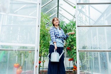 Yeşil evde domatesleri suladıktan sonra elinde su kovası tutan gülümseyen genç bir kadının portresi. Bahçede organik sebzeler yetiştiriyor. Kentsel tarım yaşam tarzı. Kendi kendine yetebilme kavramı..