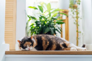 Komik çok renkli, iyi beslenmiş kedi yeşil ev bitkilerinin arka planındaki ahşap merdivenlerde yatıyor. Rahat bir ev ortamında tüylü bir kedi. Yaz sıcağında evcil hayvanlar. Seçici odak