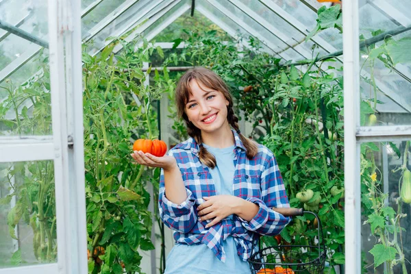 Wanita Muda Tersenyum Memegang Tomat Daging Sapi Merah Matang Hanya — Stok Foto
