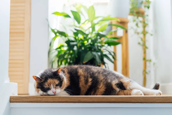 Funny multicolor pleased, well-fed cat lying on the wooden top staircase on the background of green home plants. Fluffy cat in a cozy interior home atmosphere. Pets in Summer heat. Selective focus