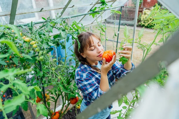 Wanita Muda Mengendus Hanya Memilih Tomat Daging Sapi Merah Matang — Stok Foto