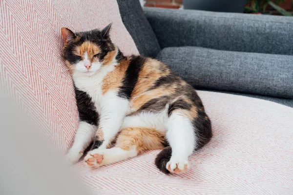 Tembel, çok renkli kedi insan gibi oturuyor ve vücudu ezilmiş bir şekilde uyuyor. Kanepede tamamen rahat. Memnun, iyi beslenmiş yaşlı kedi. Sıcak ev atmosferinde komik tüylü kedi. Seçici odak.