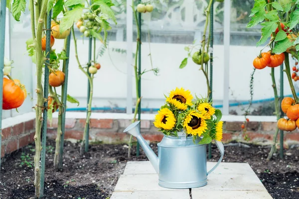 Close Watering Can Fresh Sunflowers Bouquet Standing Greenhouse Tomatoes Plant — Stock Photo, Image