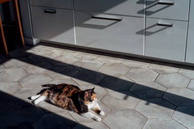 Memnun, iyi beslenmiş, tembel, çok renkli yetişkin bir kedi. Altıgen şekilli fayansların üzerinde dinleniyor. Modern bir mutfakta, sert ışık ve gölgelerde. Ev atmosferinde komik tüylü kedi. Seçici odak, boşluğu kopyala.