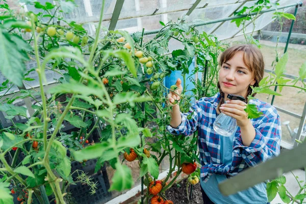 Wanita Muda Penyemprotan Pupuk Alam Pada Tanaman Tomat Rumah Kaca — Stok Foto