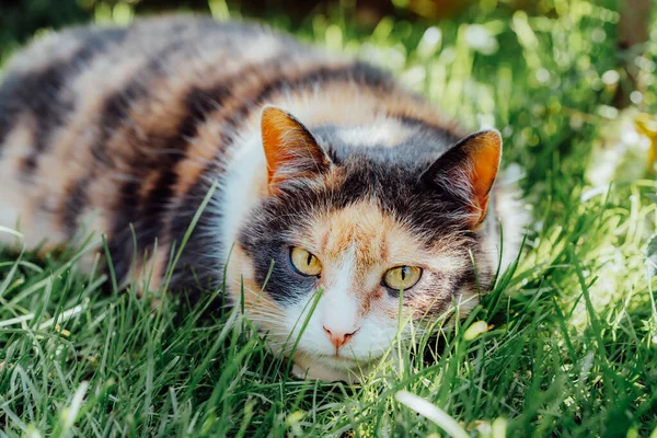 Close up portrait of multicolor pleased, well-fed cat lying on the green grass in the garden. Fluffy cat relaxing in shadow outdoors on a sunny summer day. Pets in the Summer heat. Selective focus.