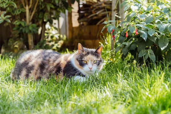 Funny multicolor pleased, well-fed cat lying on the green grass in the garden. Fluffy cat relaxing in shadow outdoors on a sunny summer day. Pets in the Summer heat. Selective focus