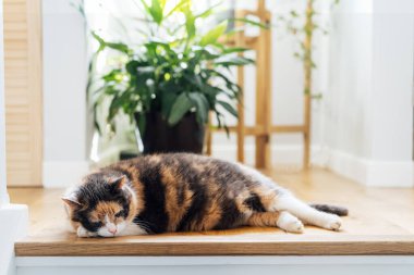 Komik çok renkli, iyi beslenmiş kedi yeşil ev bitkilerinin arka planındaki ahşap merdivenlerde yatıyor. Rahat bir ev ortamında tüylü bir kedi. Yaz sıcağında evcil hayvanlar. Seçici odak.