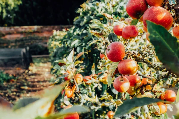 Röda Äpplen Träd Redo Att Skördas Mogna Röda Äppelfrukter Sommarträdgården — Stockfoto