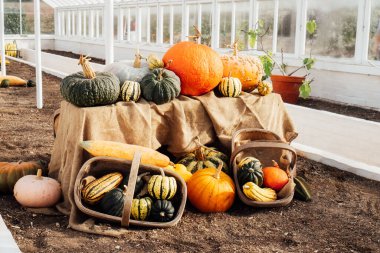 Cam evde çeşitli renkli kabaklar ve balkabakları sergileniyor. Sonbahar sebze hasadı. Seçici odak, boşluğu kopyala