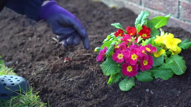 Close Mãos Femininas Luvas Trabalho Plantando Mudas Flores Quintal Mulher — Vídeo de Stock
