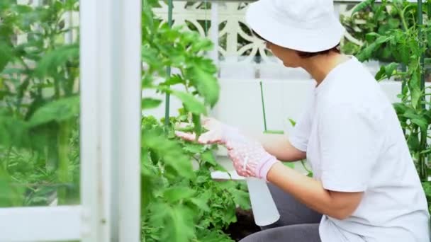 一个女人在温室里用喷洒肥料处理西红柿 食品种植和园艺活动 生态友好 照顾温室里的蔬菜 厨房菜园里种菜 — 图库视频影像