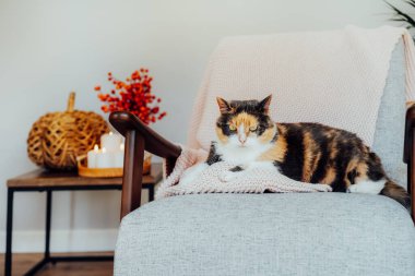 Modern koltukta örülmüş ekose üzerinde gevşeyen çok renkli kedi evcil hayvan hasır balkabağı ve sehpanın üzerinde yanan mumlarla sonbahar dekoru. Mevsimlik sonbahar konforu evde ve hygge konseptinde