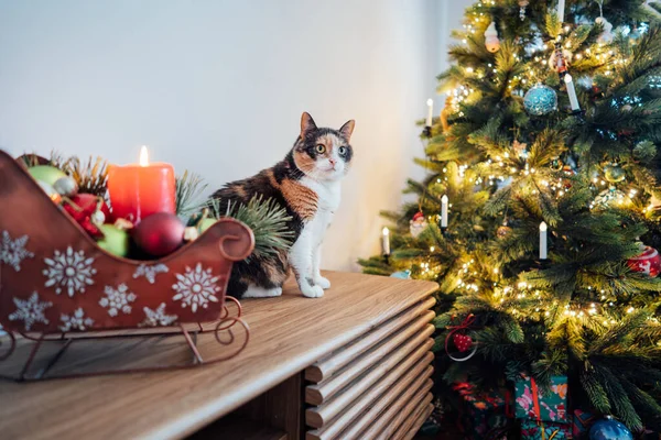 Mnohobarevná Kočka Velkýma Nevinnýma Očima Sedí Skříňce Vánočního Stromku Pózuje — Stock fotografie