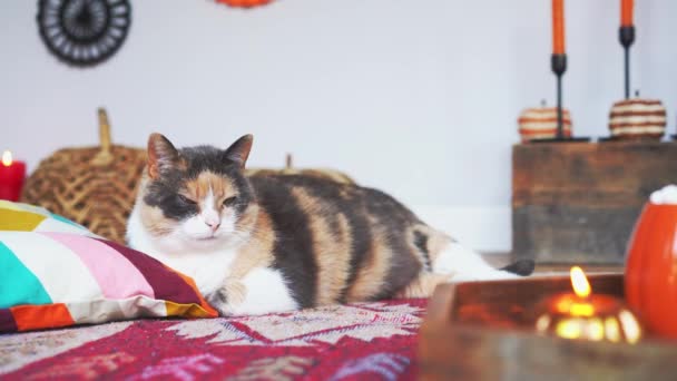 Zblízka Potěšené Kočičí Mazlíček Relaxaci Zdobené Útulný Podzimní Interiér Pohodlné — Stock video