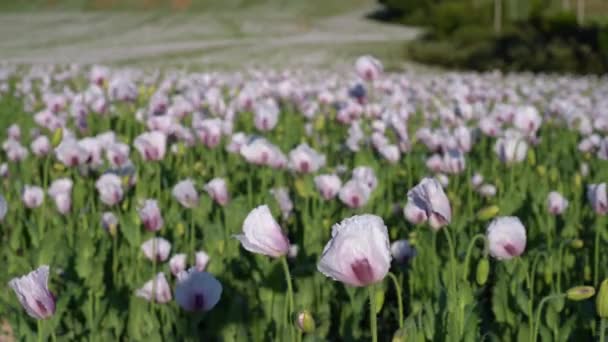 Pink Opium Poppy Πεδίο Ένα Αγροτικό Τοπίο Ηλιόλουστη Μέρα Επιλεκτική — Αρχείο Βίντεο
