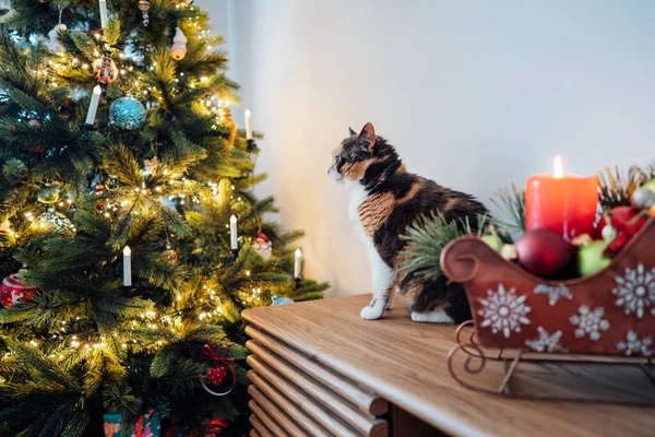 Mnohobarevný Kočičí Mazlíček Sedící Skříňce Vánočního Stromku Světle Moderním Skandinávském — Stock fotografie