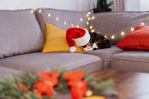 Multicolored Relaxed Cat Lying Gray Sofa Santas Hat Blurred Christmas — Stock Photo, Image