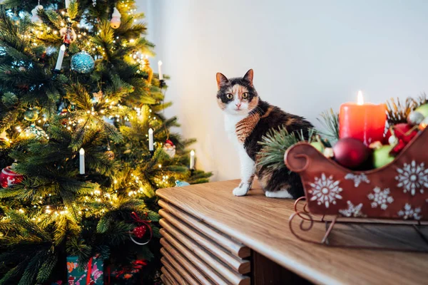 Mnohobarevná Kočka Velkýma Nevinnýma Očima Sedí Skříňce Vánočního Stromku Pózuje — Stock fotografie