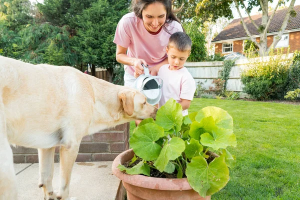 Mother and son watering vegetables in pots garden in Backyard on Sunny Summer Day. Boy helps mom take care of kitchen garden, woman teaches son to take care of plants. Time together. Active childhood